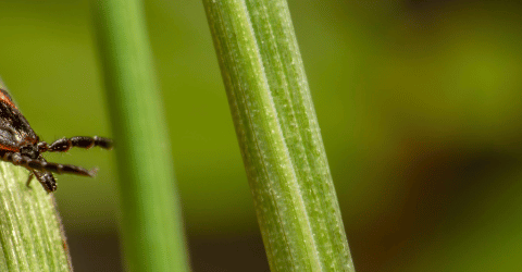 Ticks in Your Backyard Here’s What to Watch For This Season