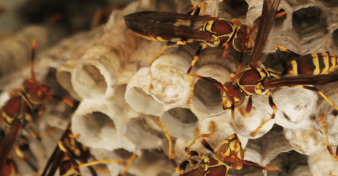 How to Get Rid of Wasps Around Your Home
