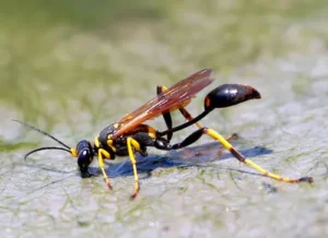 Mud dauber
