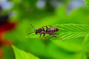Paper Wasps