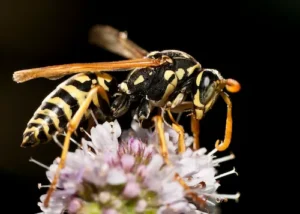 Yellow jacket