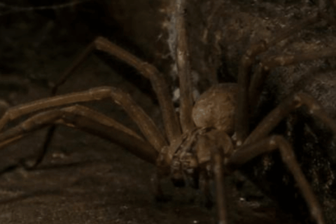 Brown Recluse Spiders What Every Homeowner Should Know