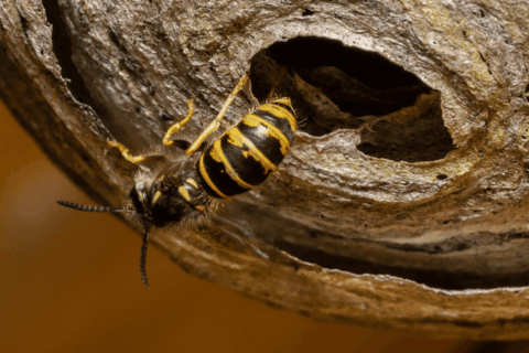 Fall Pest Prevention