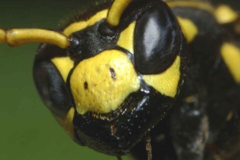 Yellow Jackets in Fall: Why Do They Get More Aggressive?